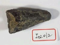 藏品(馬來長吻鱷牙化石)的圖片